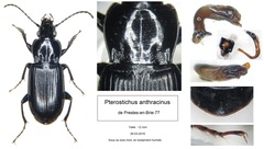 Pterostichus anthracinus