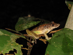 Scinax garbei