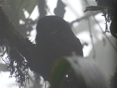 Megascops albogularis