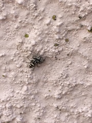 Salticus scenicus