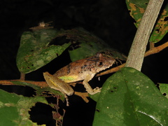 Scinax garbei