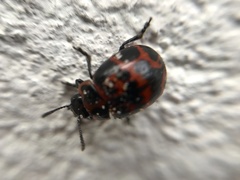 Platyphora congregata