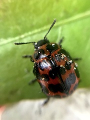 Platyphora congregata