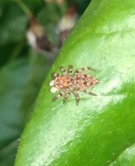 Sumampattus quinqueradiatus