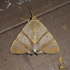Eulepidotis addens