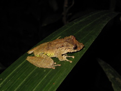 Scinax garbei