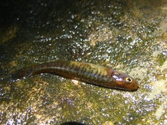 Galaxias zebratus