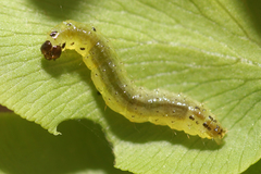 Neomusotima conspurcatalis