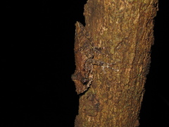 Scinax garbei