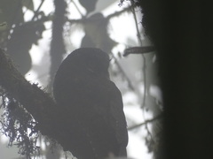 Megascops albogularis