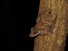 Scinax garbei