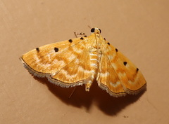 Notarcha obrinusalis