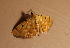 Notarcha obrinusalis