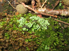 Cladonia humilis