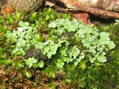 Cladonia humilis