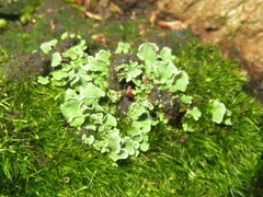Cladonia humilis