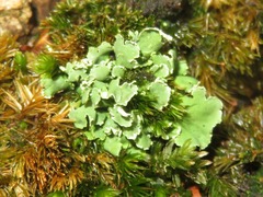 Cladonia humilis