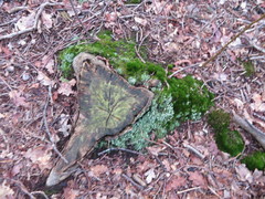 Cladonia humilis
