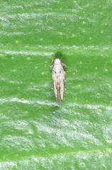 Diaphorina citri