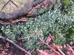 Cladonia humilis