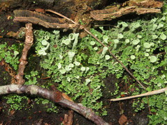 Cladonia humilis