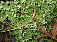 Cladonia humilis