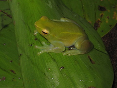 Sphaenorhynchus lacteus