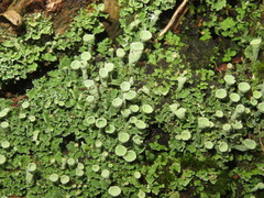Cladonia humilis