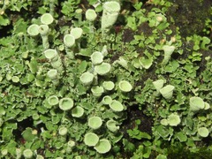 Cladonia humilis