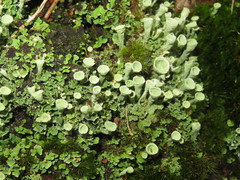 Cladonia humilis