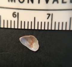 Brachidontes exustus