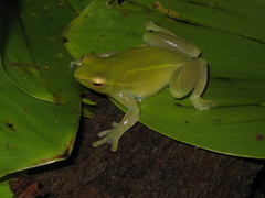 Sphaenorhynchus lacteus