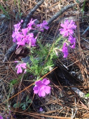 Phlox nivalis