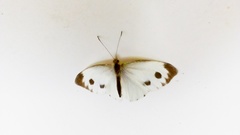 Pieris canidia