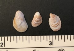 Brachidontes exustus