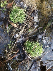 Chrysosplenium americanum