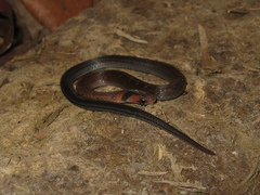 Erythrolamprus pygmaeus