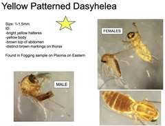 Dasyhelea
