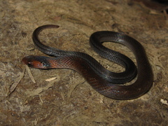 Erythrolamprus pygmaeus
