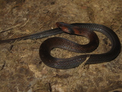 Erythrolamprus pygmaeus