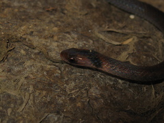 Erythrolamprus pygmaeus