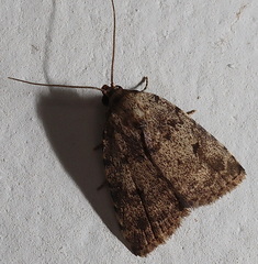 Tolpia conscitulana