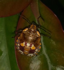 Chinavia impicticornis