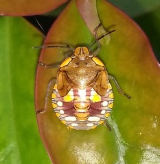 Chinavia impicticornis