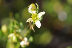 Roepera billardierei