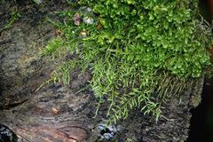 Sciuro-hypnum reflexum