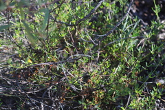 Roepera billardierei