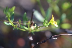 Roepera billardierei