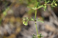 Roepera billardierei