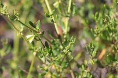 Roepera billardierei